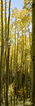 Aspen 9686